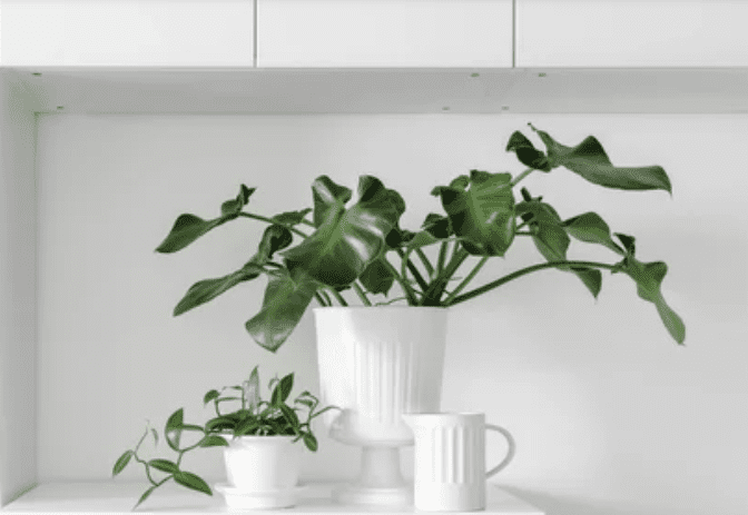 Philodendron Rugosum Philodendron Rugosum