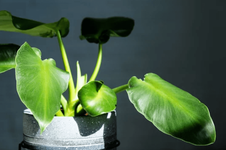 Philodendron Rugosum Philodendron Rugosum