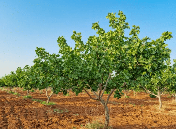 Pistachio Trees Pistachio Trees