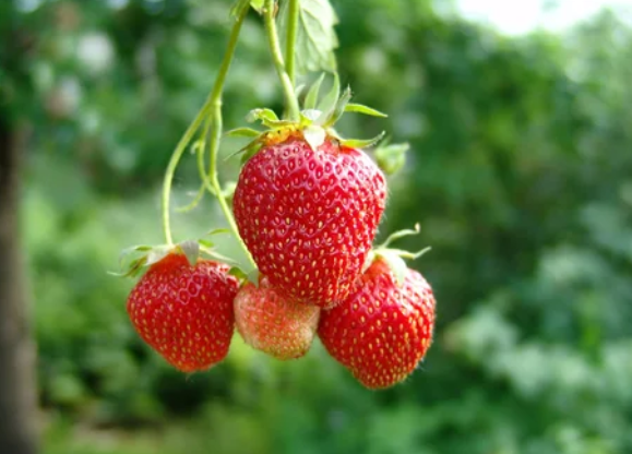 Ripe Strawberries Ripe Strawberries