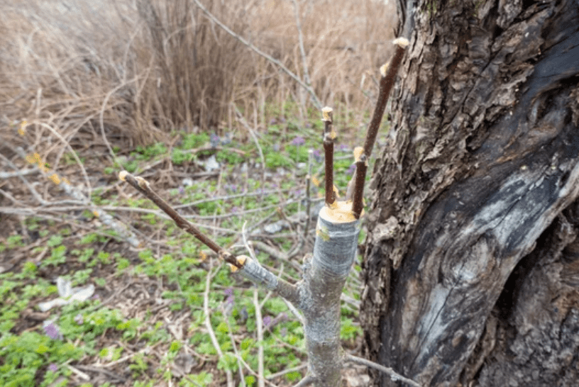 Rootstock in Gardening Rootstock in Gardening