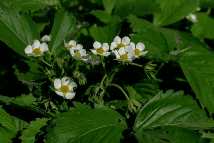 Strawberries Blossom Strawberries Blossom