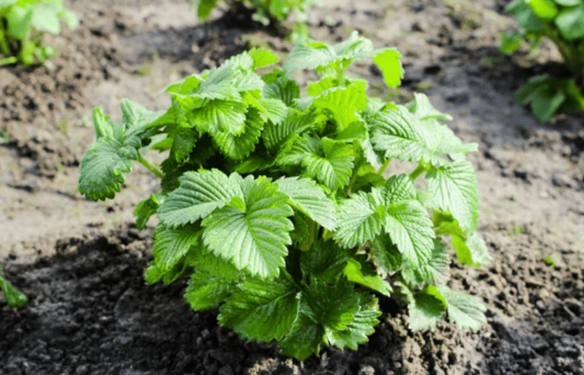 Strawberry Bushes Strawberry Bushes