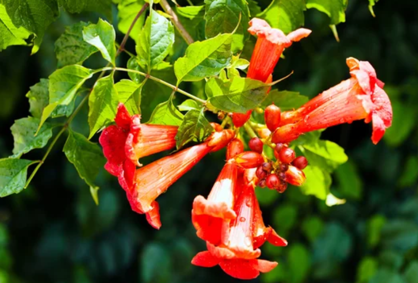 Trumpet vines Trumpet vines