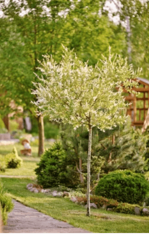 Variagated Dappled Japanese Willow Tree 1 Variagated Dappled Japanese Willow Tree 1