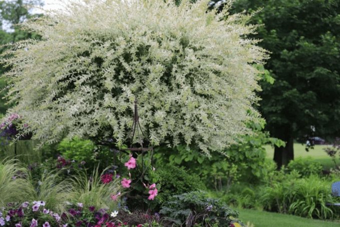 Variagated Dappled Japanese Willow Tree Variagated Dappled Japanese Willow Tree