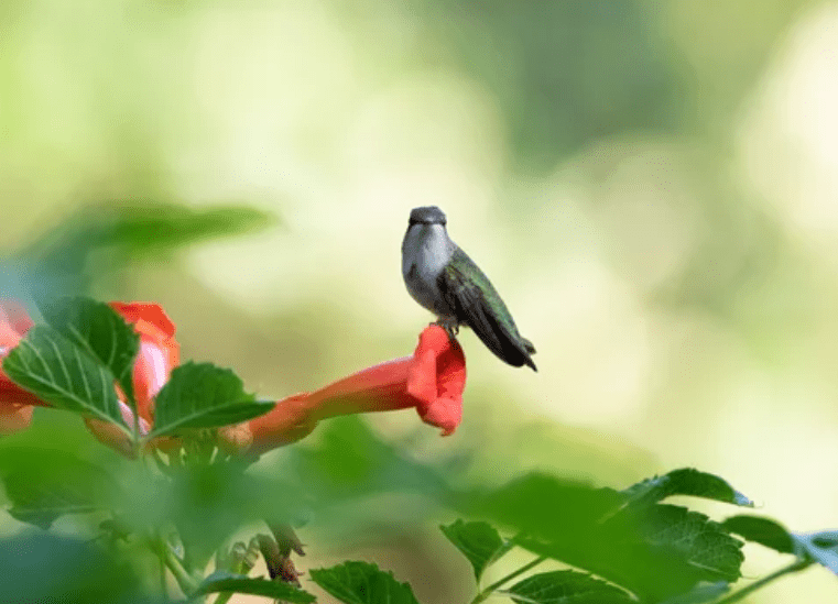 hummingbird on Trumpet Vine hummingbird on Trumpet Vine