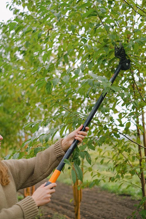 trimming branches trimming branches