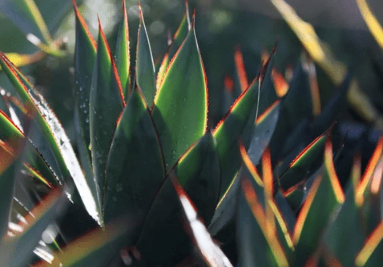 Agave Blue Glow Plant Agave Blue Glow Plant