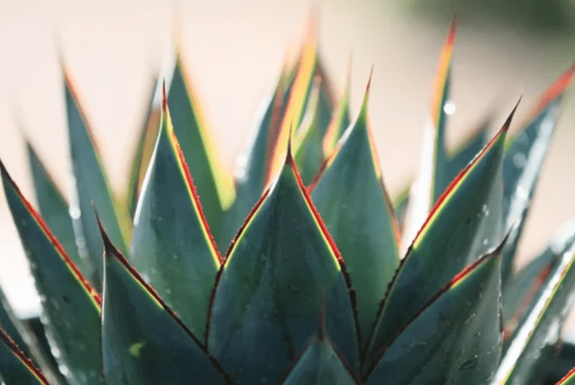 Agave Blue Glow Agave Blue Glow