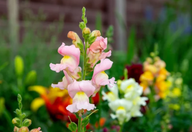 Antirrhinum majus Antirrhinum majus