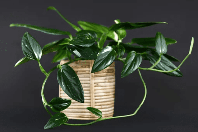 Monstera Standleyana Albo Variegata In container Monstera Standleyana Albo Variegata In container