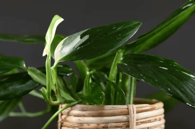 Monstera Standleyana Albo Variegata Monstera Standleyana Albo Variegata