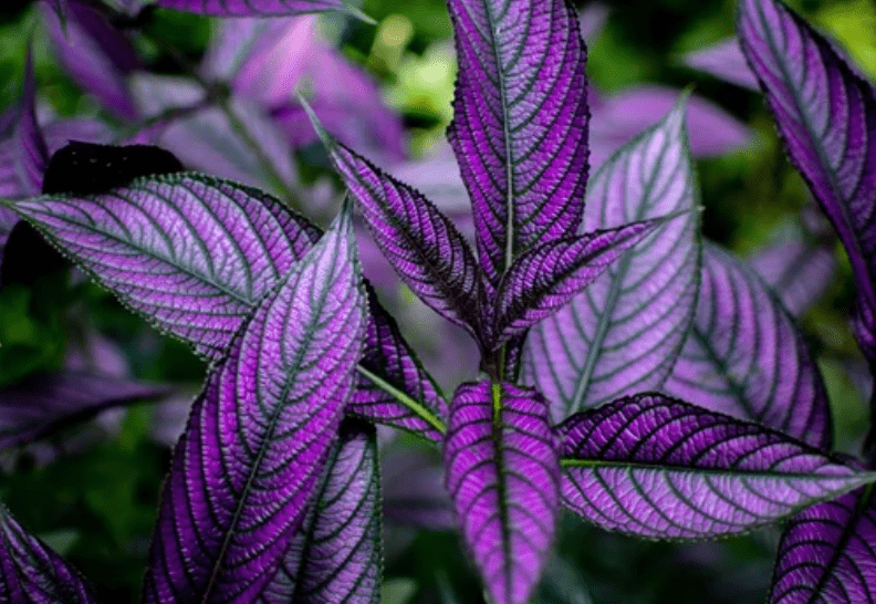 Persian Shield Plant Persian Shield Plant