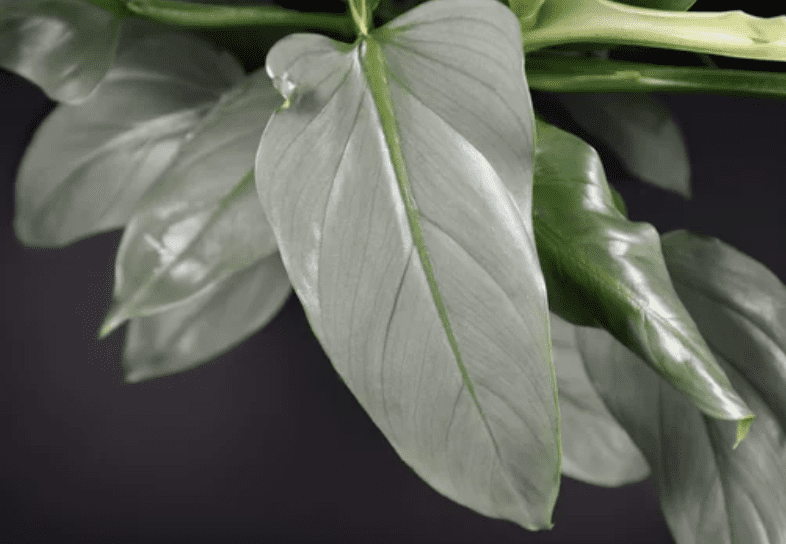 Philodendron hastatum Philodendron hastatum
