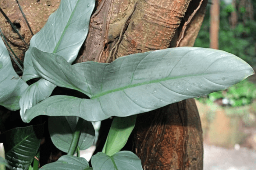Philodendron silver sword Philodendron silver sword