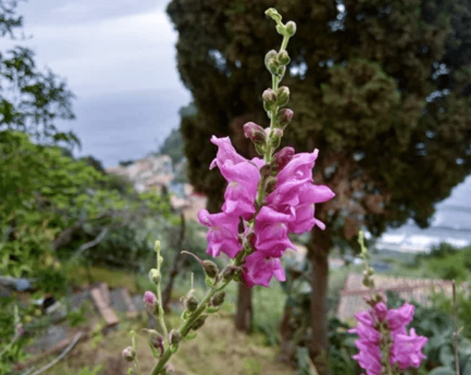 Pink Snap dragons Pink Snap dragons