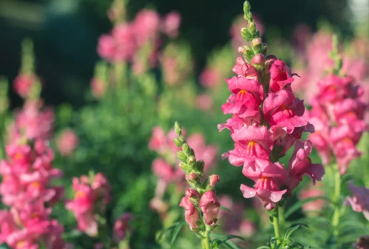 Pink Snapdragons Pink Snapdragons