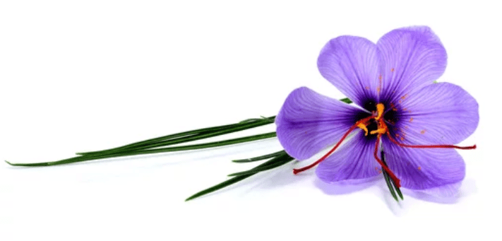 Saffron Flower Saffron Flower