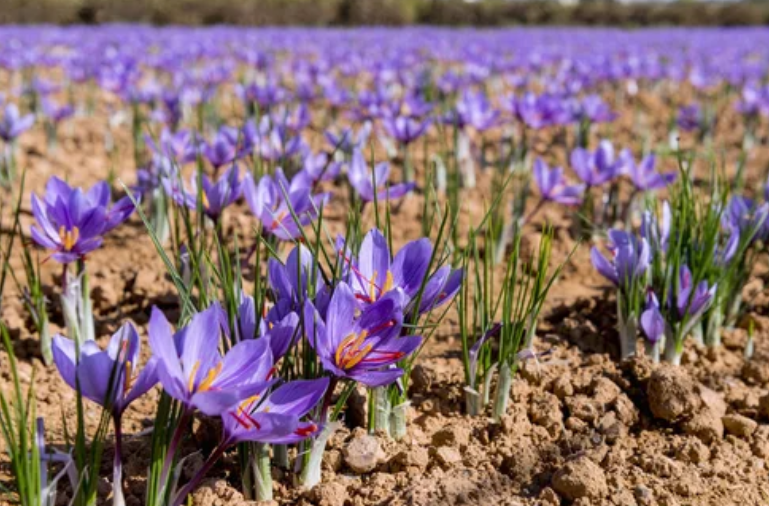 Saffron in field Saffron in field