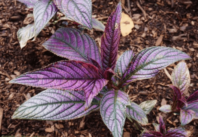 Strobilanthes dyerianus Strobilanthes dyerianus