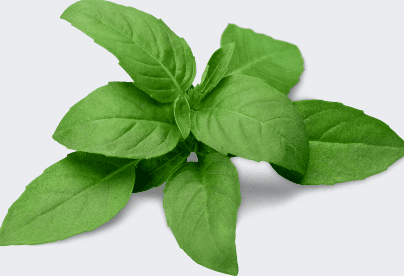 Basil Leaves Large, fresh basil leaves.