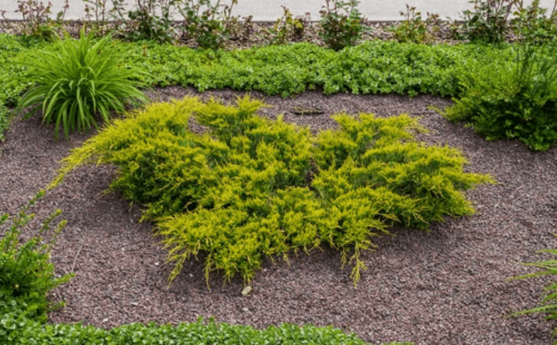 Cypress Mulch Cypress Mulch