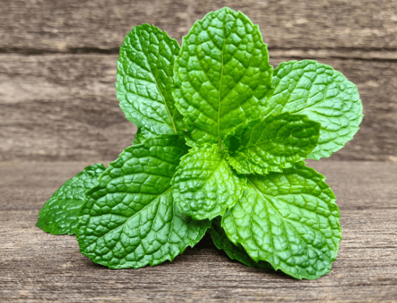 Mint Leaves Fresh, bright green mint leaves on a wooden table.