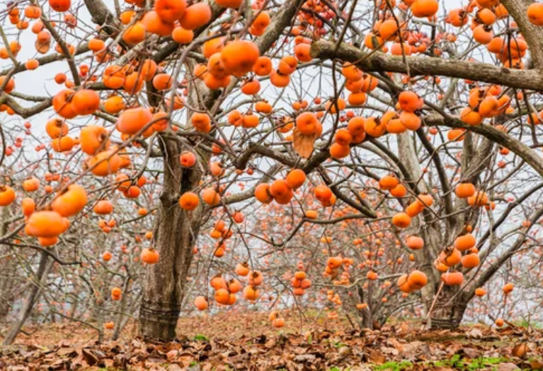 Persimmon Trees Persimmon Trees
