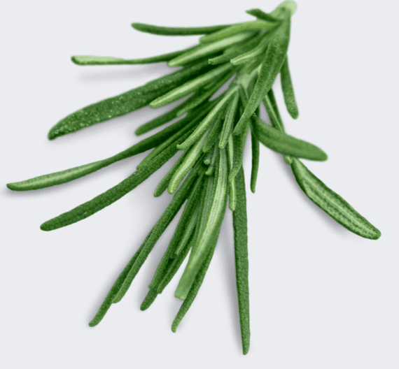 Rosemary Sprig A fresh sprig of rosemary.