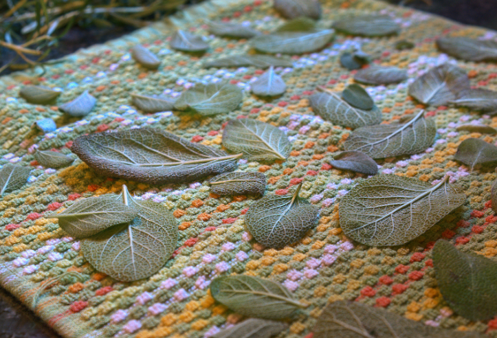 Sage Leaves Fuzzy, grey-green sage leaves.