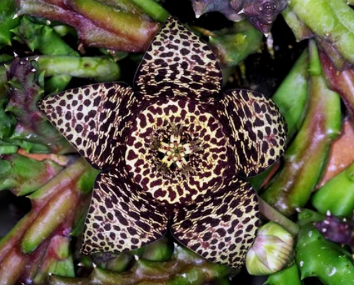 Stapelia close up Stapelia close up