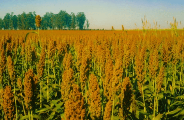 sorghum sorghum