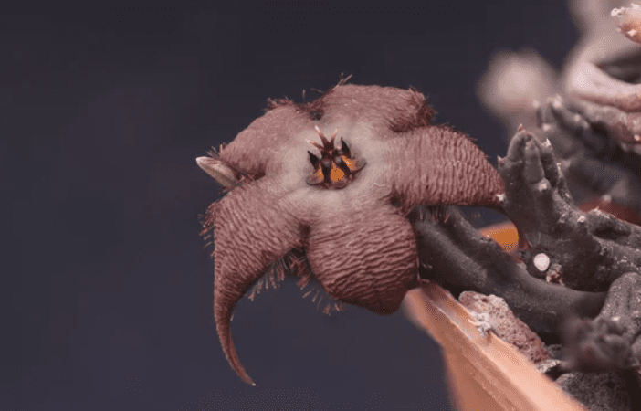 stapelia stapelia