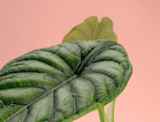 ALocasia Dragon Scale Leaf ALocasia Dragon Scale Leaf