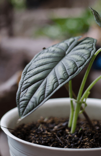 ALocasia Dragon Scale in white pot ALocasia Dragon Scale in white pot
