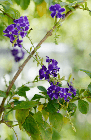 Duranta repens Duranta repens