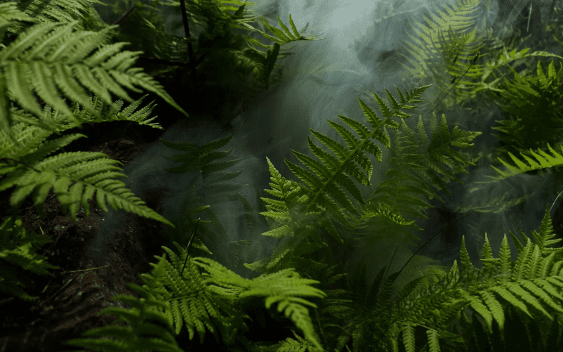 Ferns Ferns