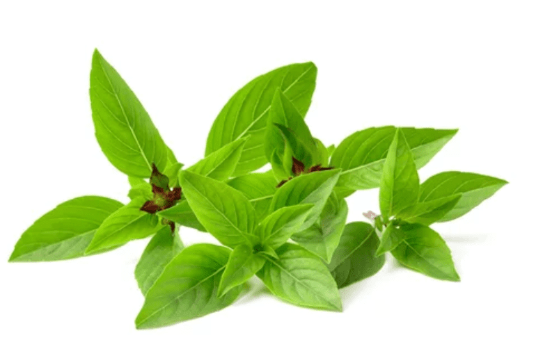 Thai Basil Thai Basil