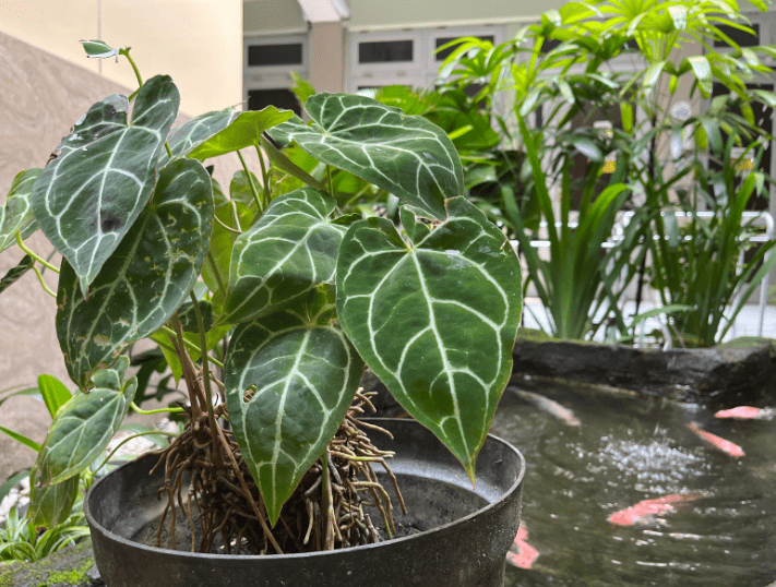 Tropical Plant Anthurium Crystallinum Tropical Plant Anthurium Crystallinum