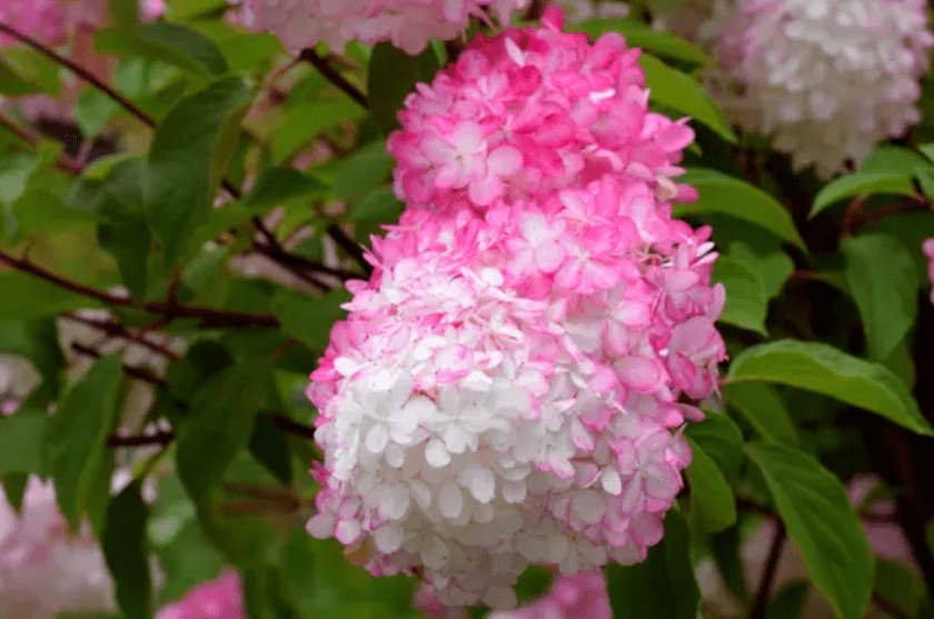 Vanilla Strawberry Hydrangeas Vanilla Strawberry Hydrangeas