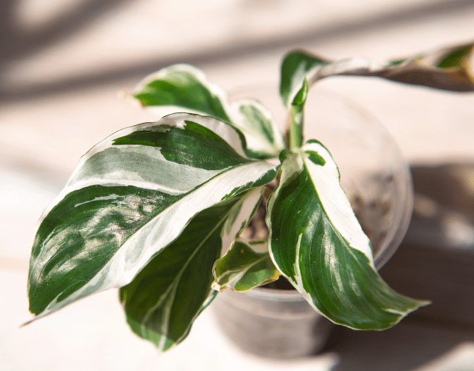 White Fusion Plant Variant Potted White Fusion variant plant with smaller leaves and highly pronounced green veining on a white background