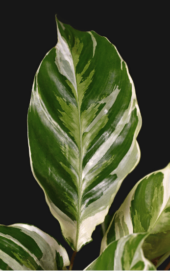 Calathea White Fusion Leaf Close Up Close up of a Calathea White Fusion leaf showing blended white and green variegation and purple undersides