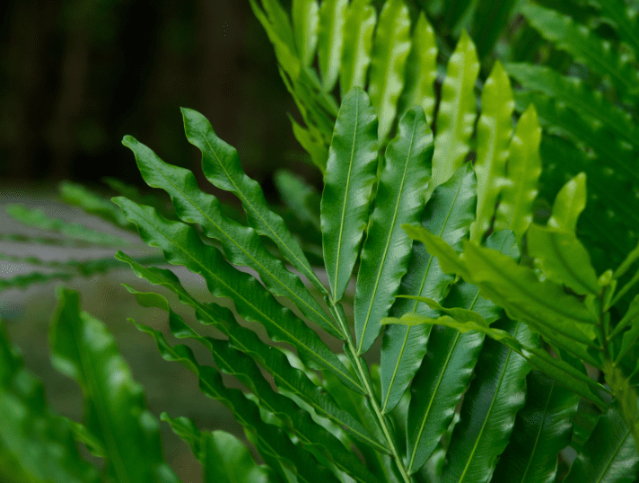 Japanese Fern Tree Japanese Fern Tree