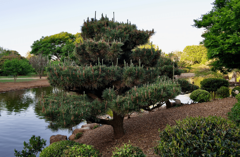 Japanese Black Pine Yu Raku Japanese Black Pine Yu Raku