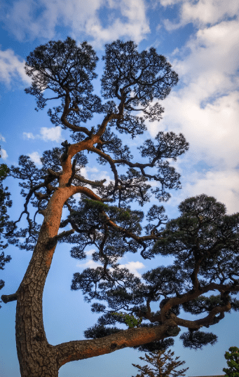 Japanese Black Pine on a blue sky Japanese Black Pine on a blue sky