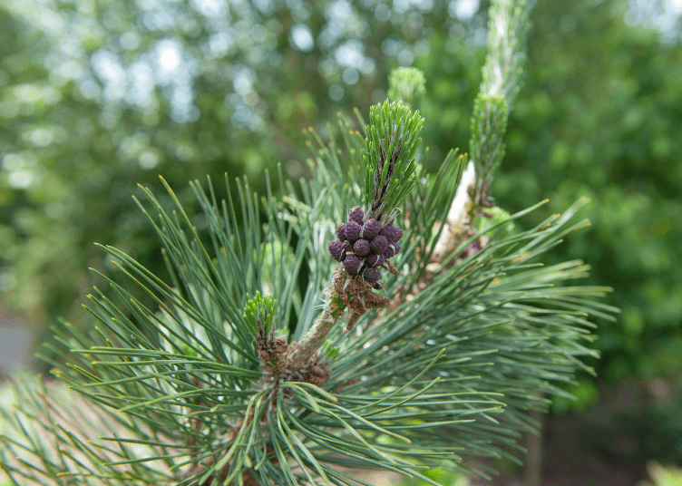 Japanese Black Pine Japanese Black Pine