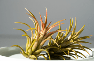Air Plants Air Plants