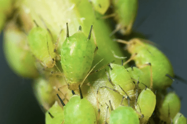 Aphids