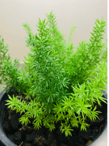 Asparagus Fern Asparagus Fern